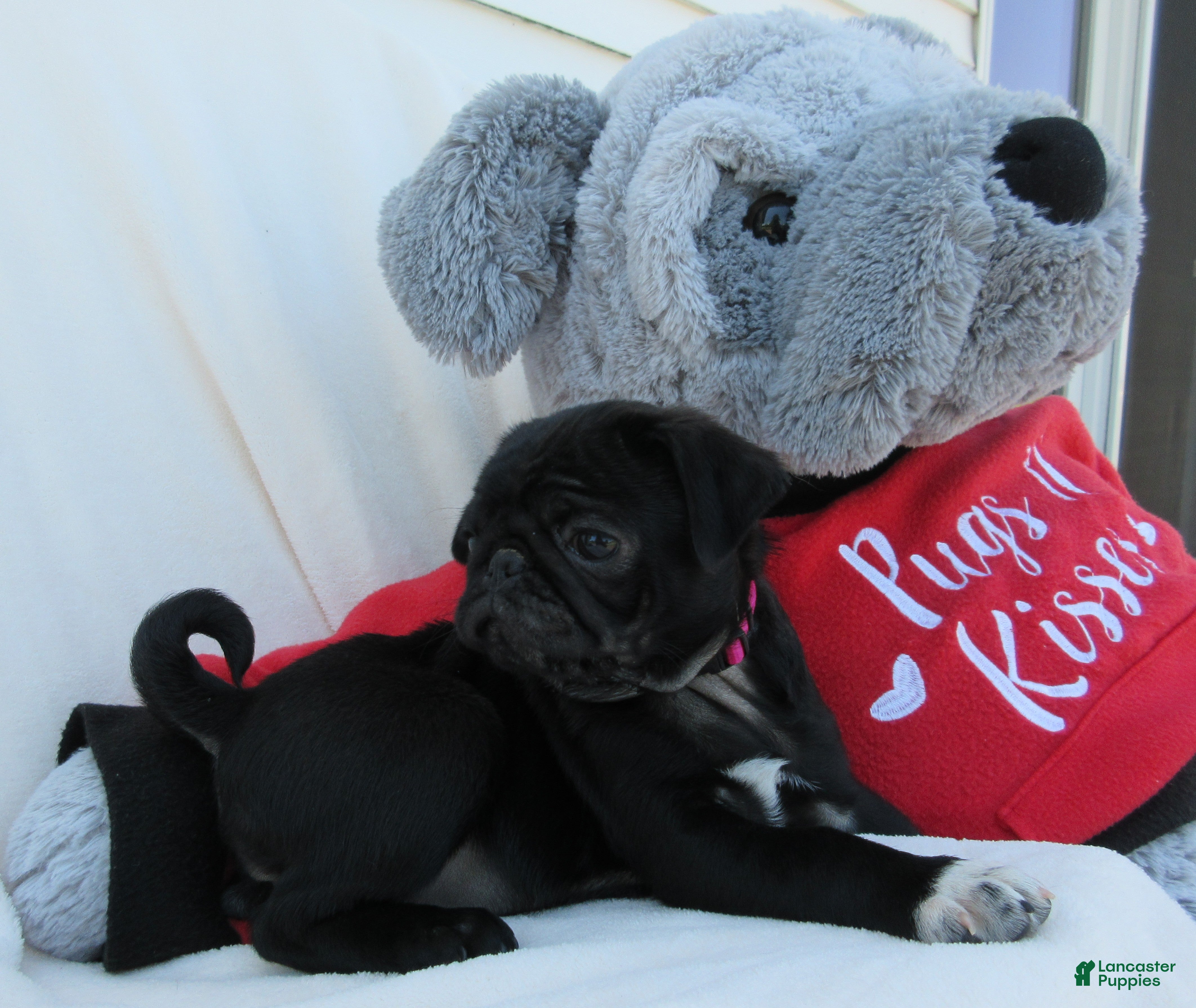 Pug dogs Pixie - Ad 2