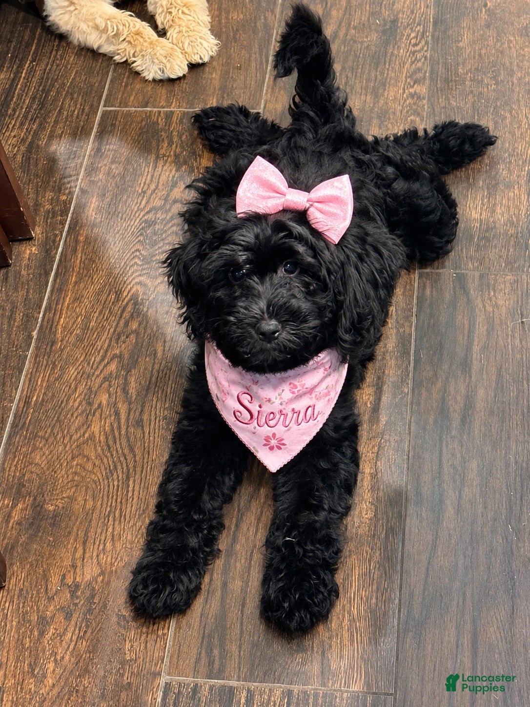 Goldendoodle dogs Sierra - Ad 1