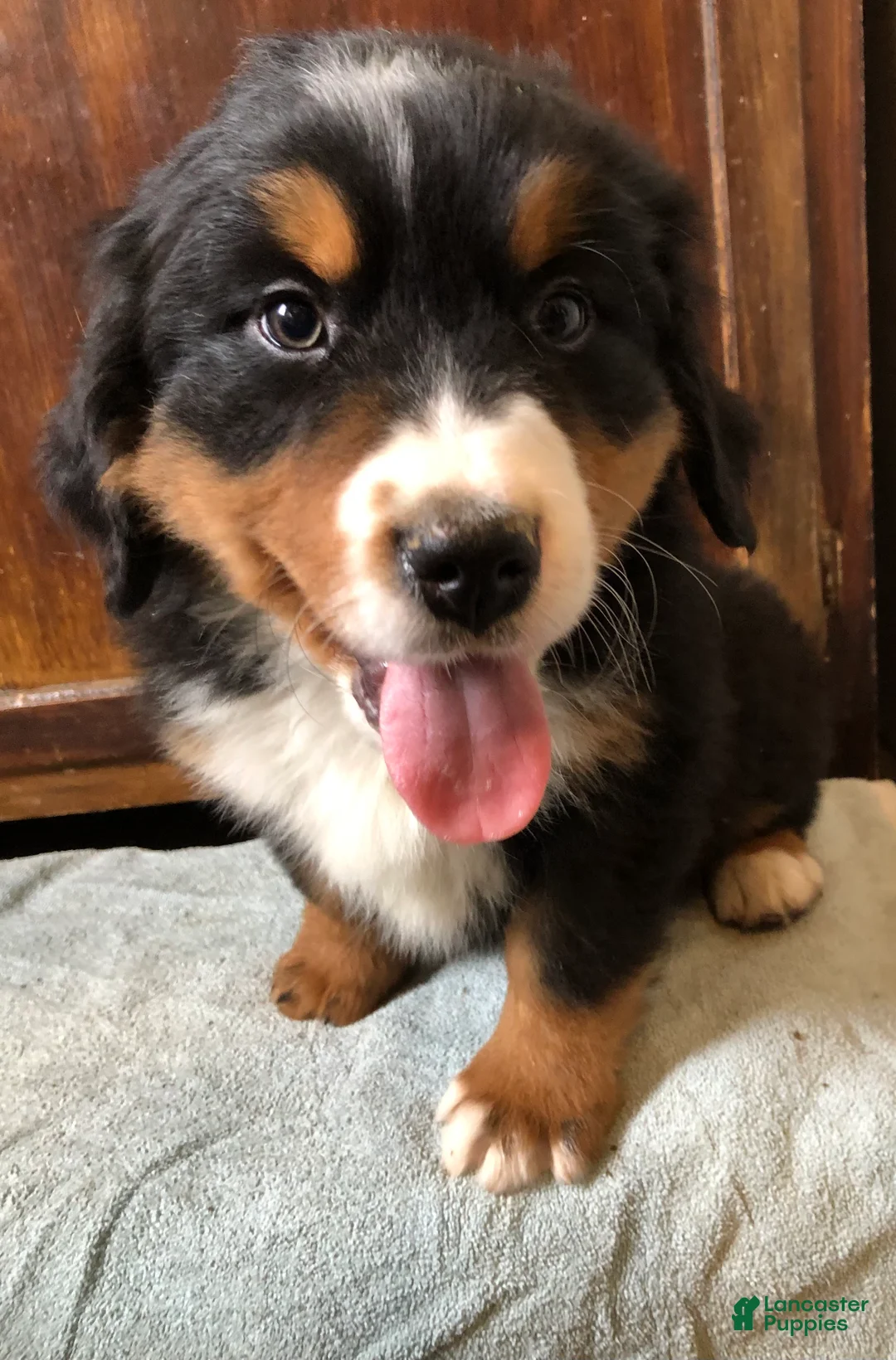 Bernese Mountain Dog dogs for sale: Bernese Mountain Dog Puppy 3 - Ad 3