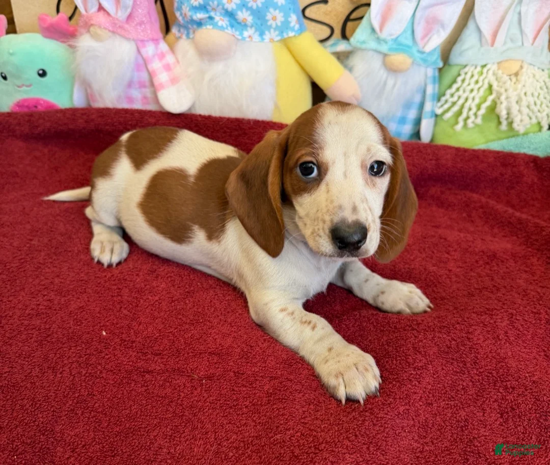 Dachshund dogs for sale: Lance - Ad 2