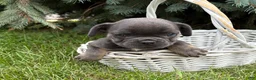 French Bulldog dogs for sale: Diva - Ad 4