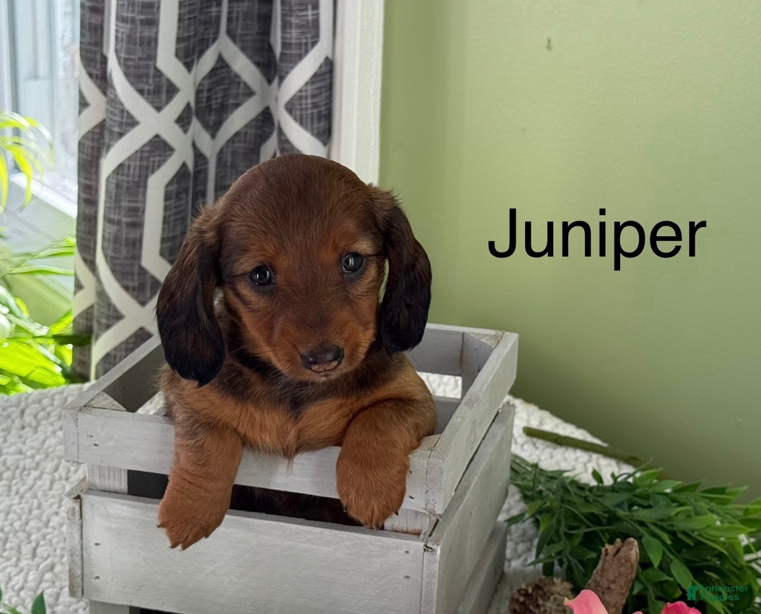 Miniature Dachshund dogs for sale: Juniper - Ad 2