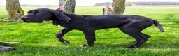 Great Dane dogs for sale: Carol - Ad 6
