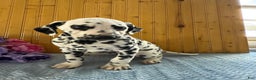Dalmatian dogs for sale: Taylor - Ad 12