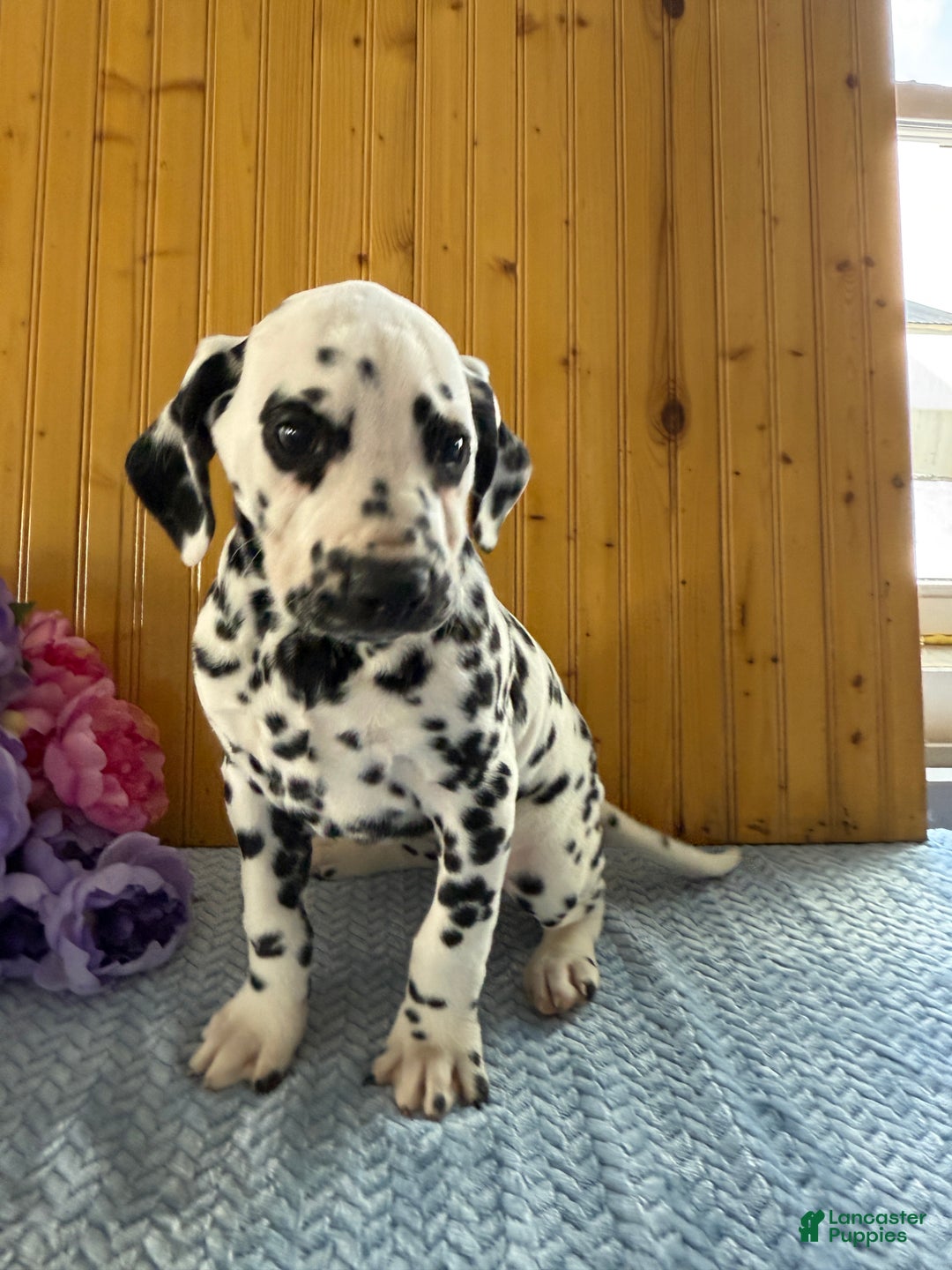 Dalmatian dogs for sale: Taylor - Ad 12