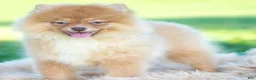Pomeranian dogs for sale: Waylon AKC - Ad 4