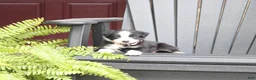 Miniature Australian Shepherd dogs for sale: Abby - Ad 1