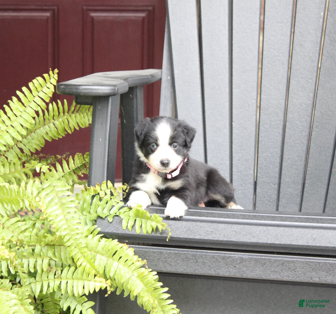 Miniature Australian Shepherd dogs for sale: Abby - Ad 1