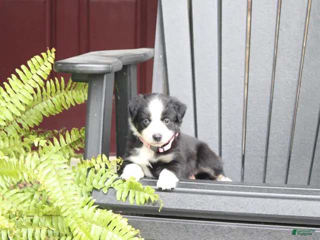 Miniature Australian Shepherd dogs for sale: Abby - Ad 1