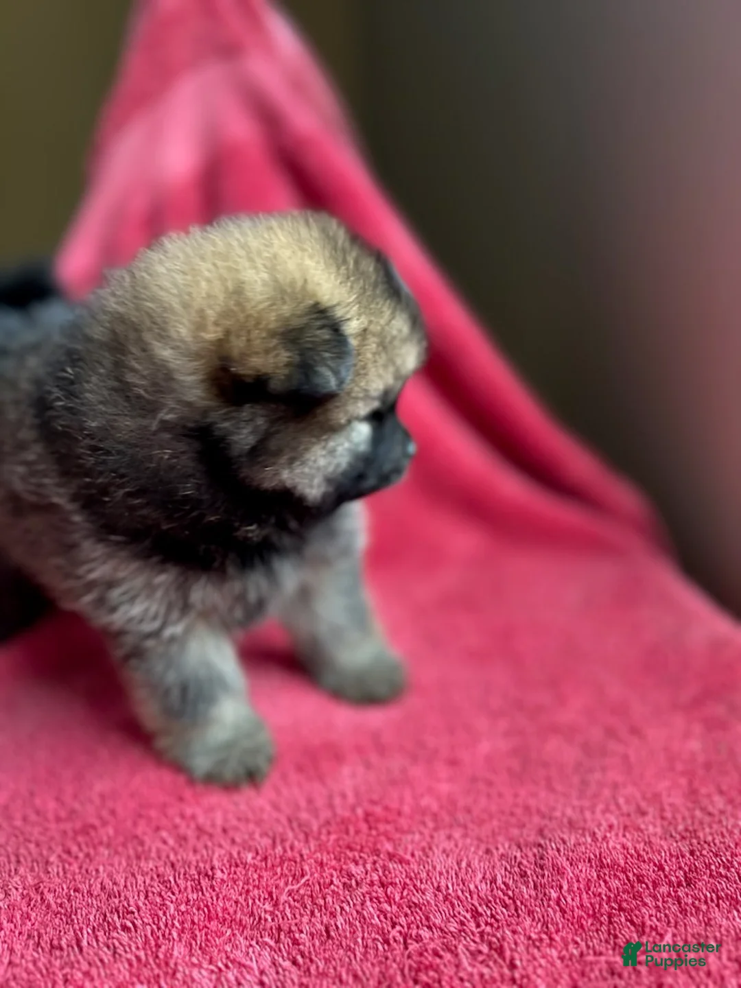 Pomeranian dogs for sale: Selene - Ad 5