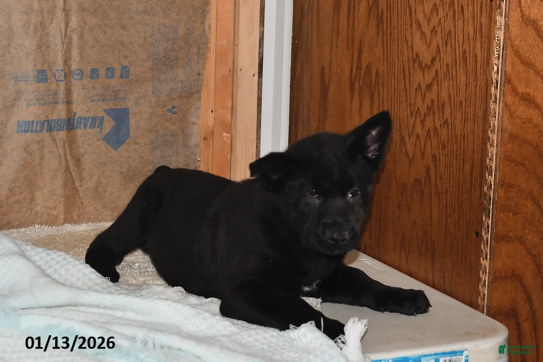 Belgian Malinois dogs for sale: Chase - Ad 5