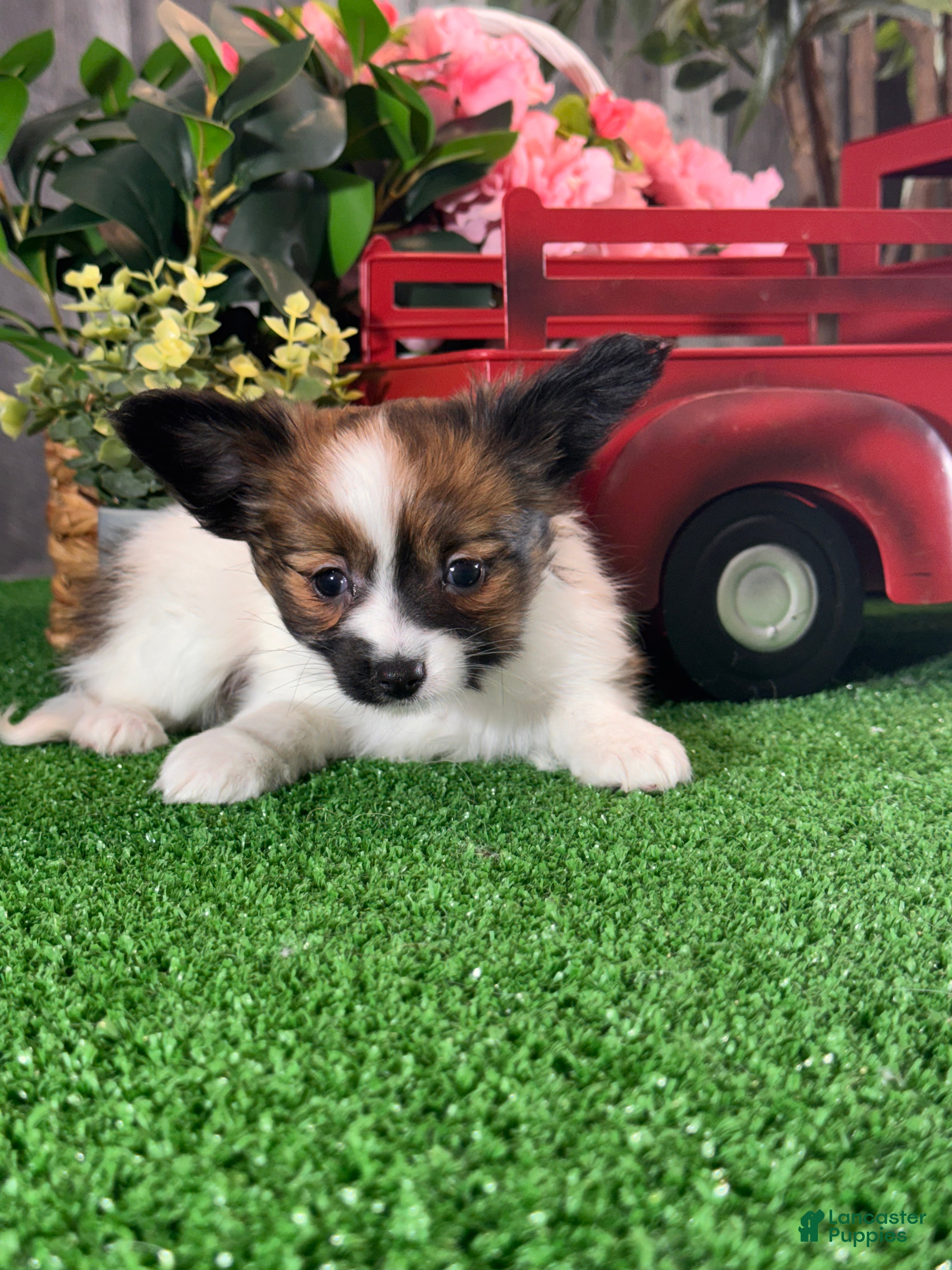 Papillon dogs Reba - Ad 8