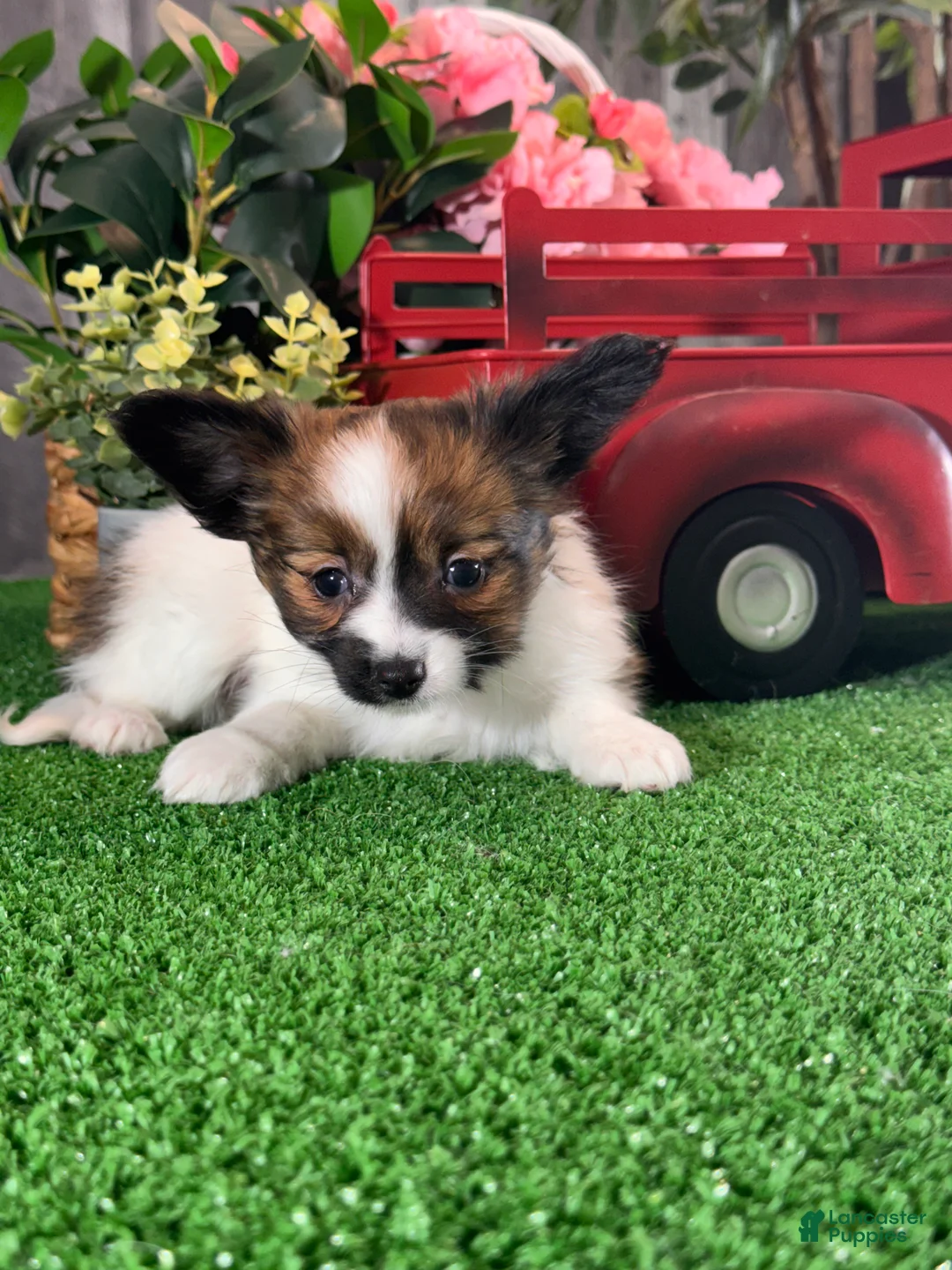 Papillon dogs for sale: Reba - Ad 1