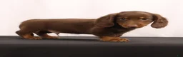 Dachshund dogs for sale: Hank  - Ad 8