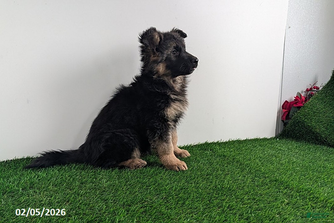 German Shepherd dogs Chelsey - Ad 2