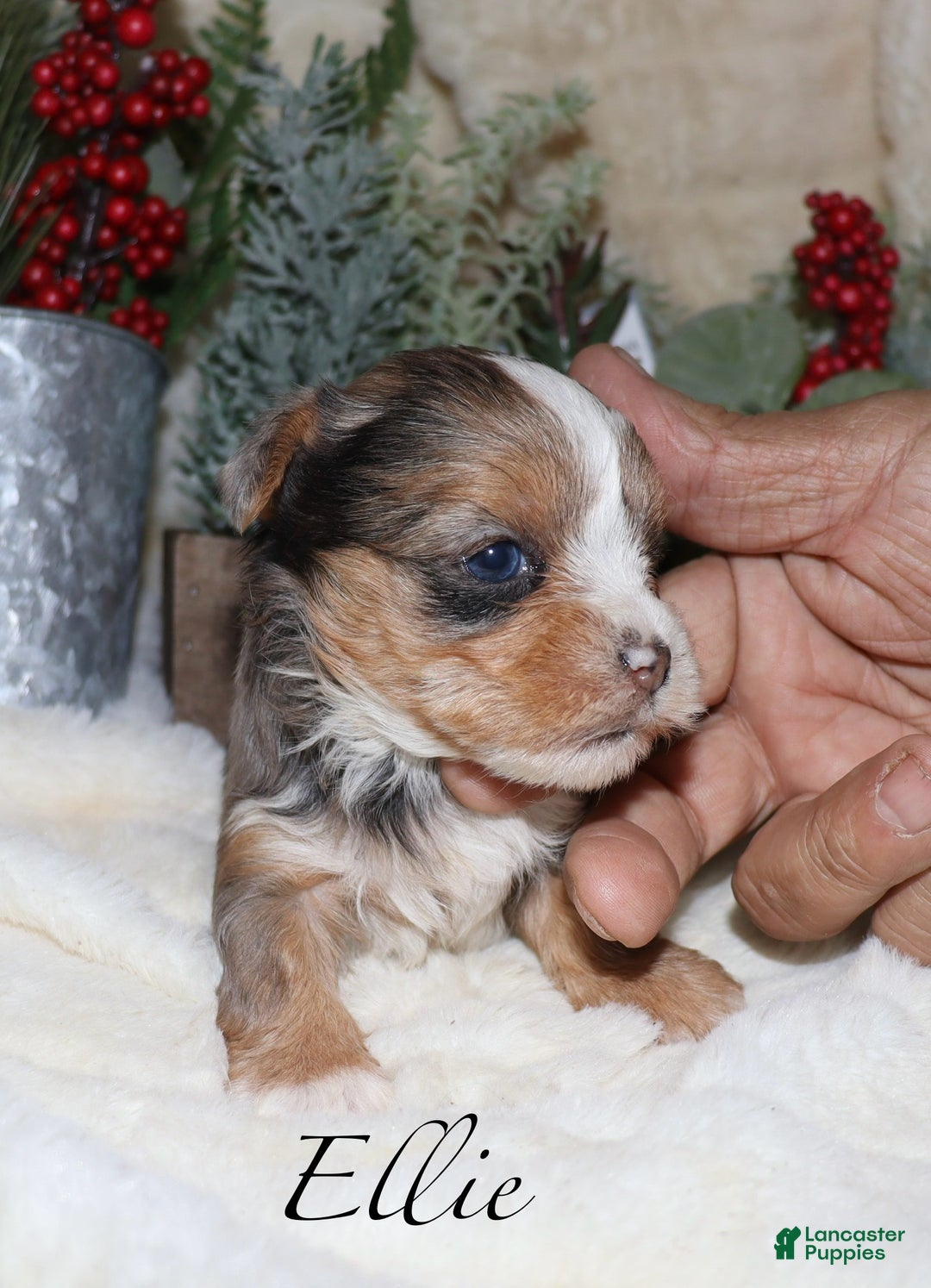 Yorkshire Terrier dogs for sale: Ella - blue merle - Ad 13