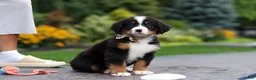 Bernese Mountain Dog dogs for sale: Bentley - Ad 6