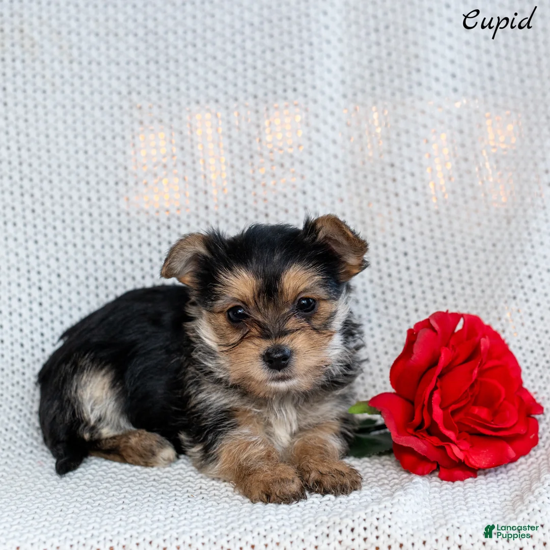 Morkie dogs for sale: Cupid - Ad 2