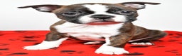 Boston Terrier dogs for sale: Rover - Ad 2