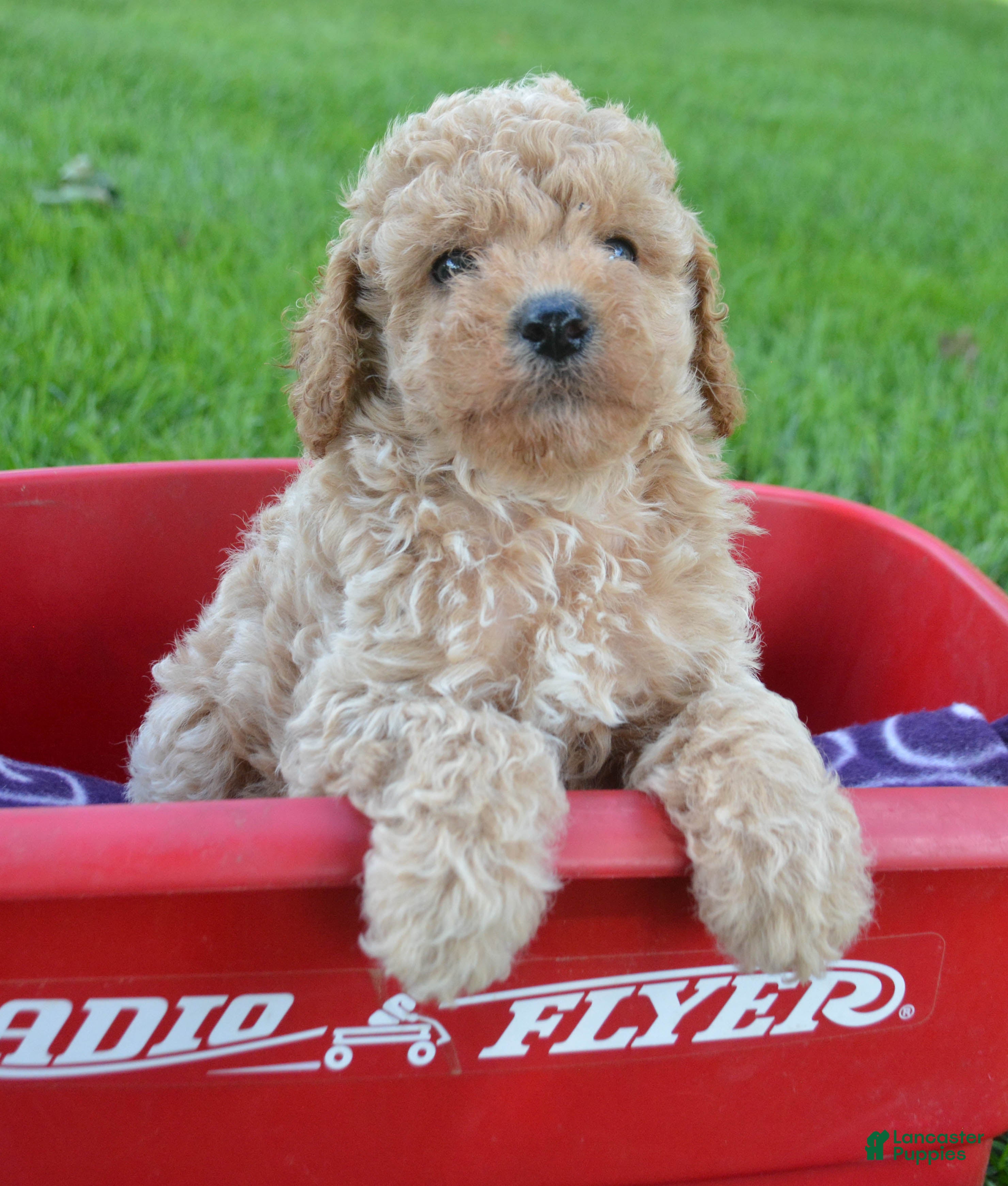 Cavapoo dogs Collin Cavapoo 3 - Ad 1