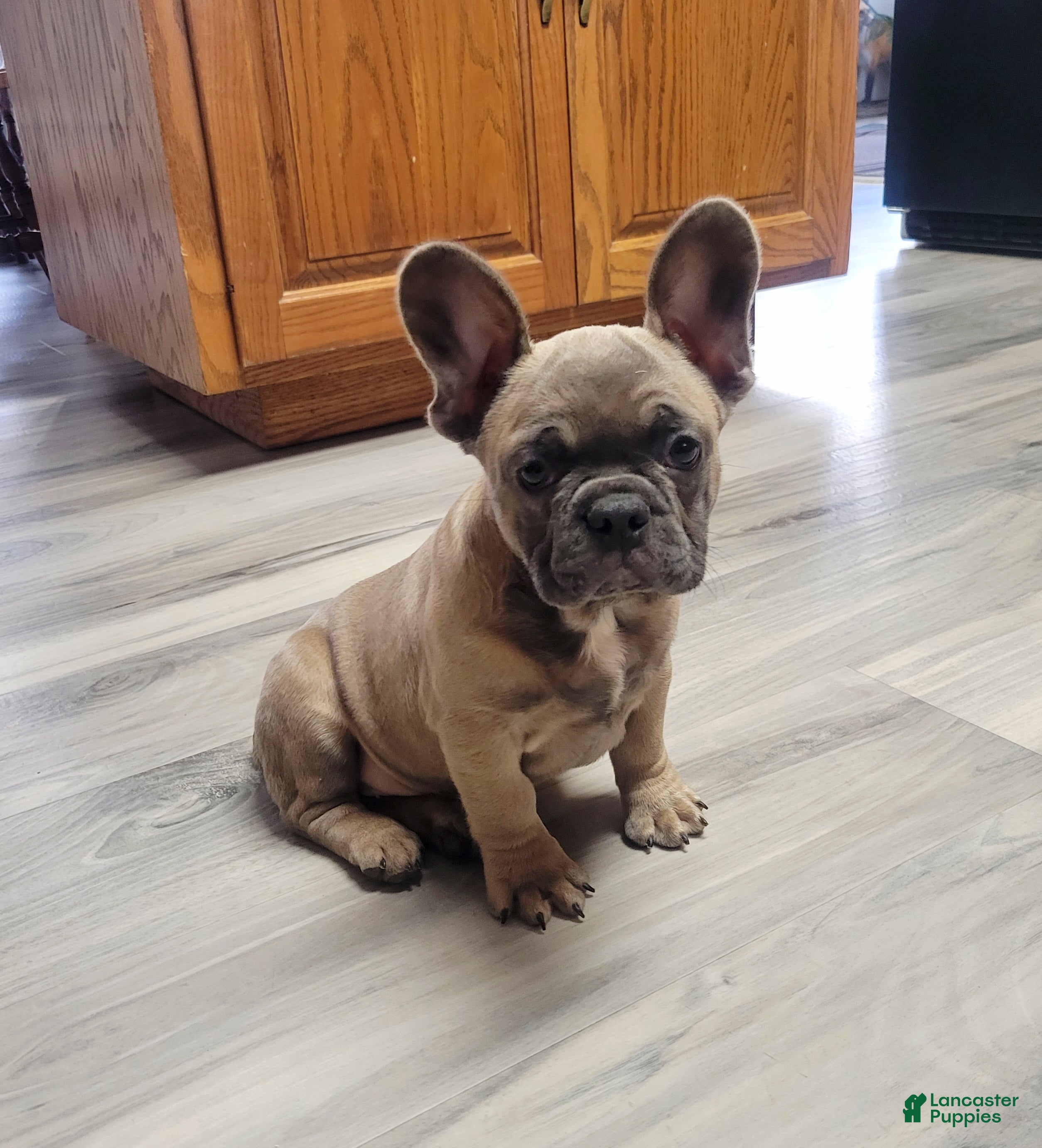 French Bulldog dogs Max - Ad 27