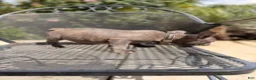 French Bulldog dogs for sale: Joker - Ad 4