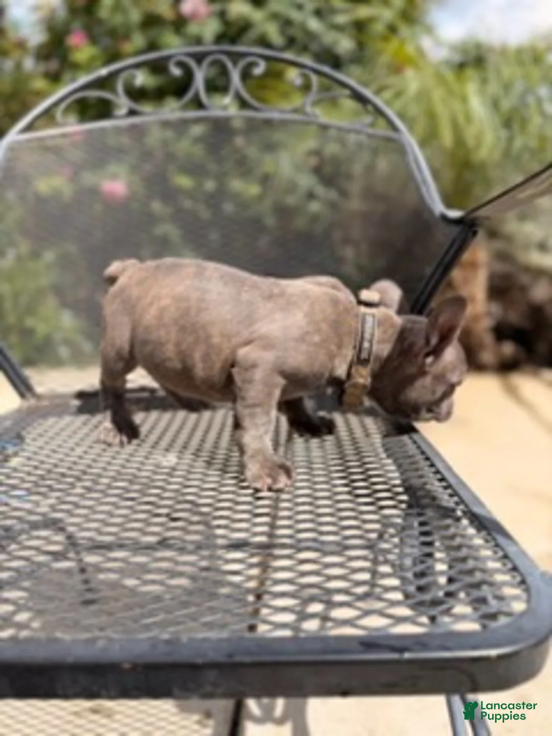French Bulldog dogs for sale: Joker - Ad 4