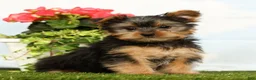 Yorkshire Terrier dogs for sale: Jasper - Ad 1