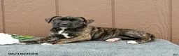 Cane Corso dogs for sale: Cassandra - Ad 3