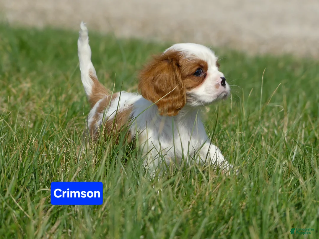 Cavalier King Charles Spaniel dogs for sale: Crimson - Ad 8
