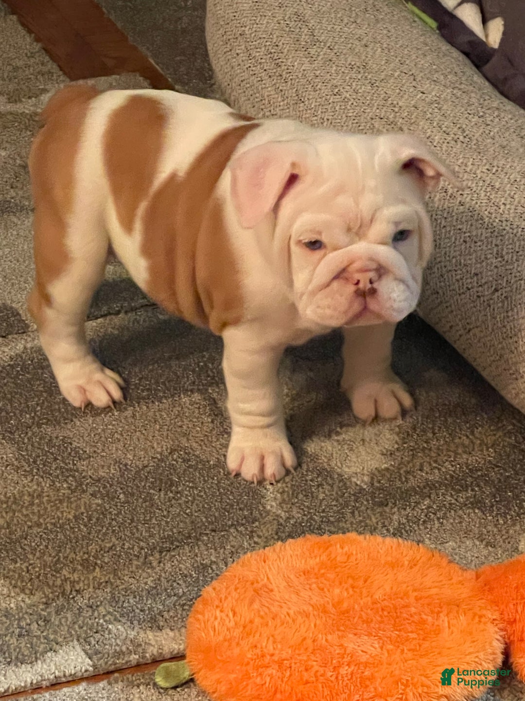 English Bulldog dogs for sale: English Bulldog Puppy 5 - Ad 32