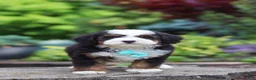 Mini Bernedoodle dogs for sale: Denzel - Ad 6
