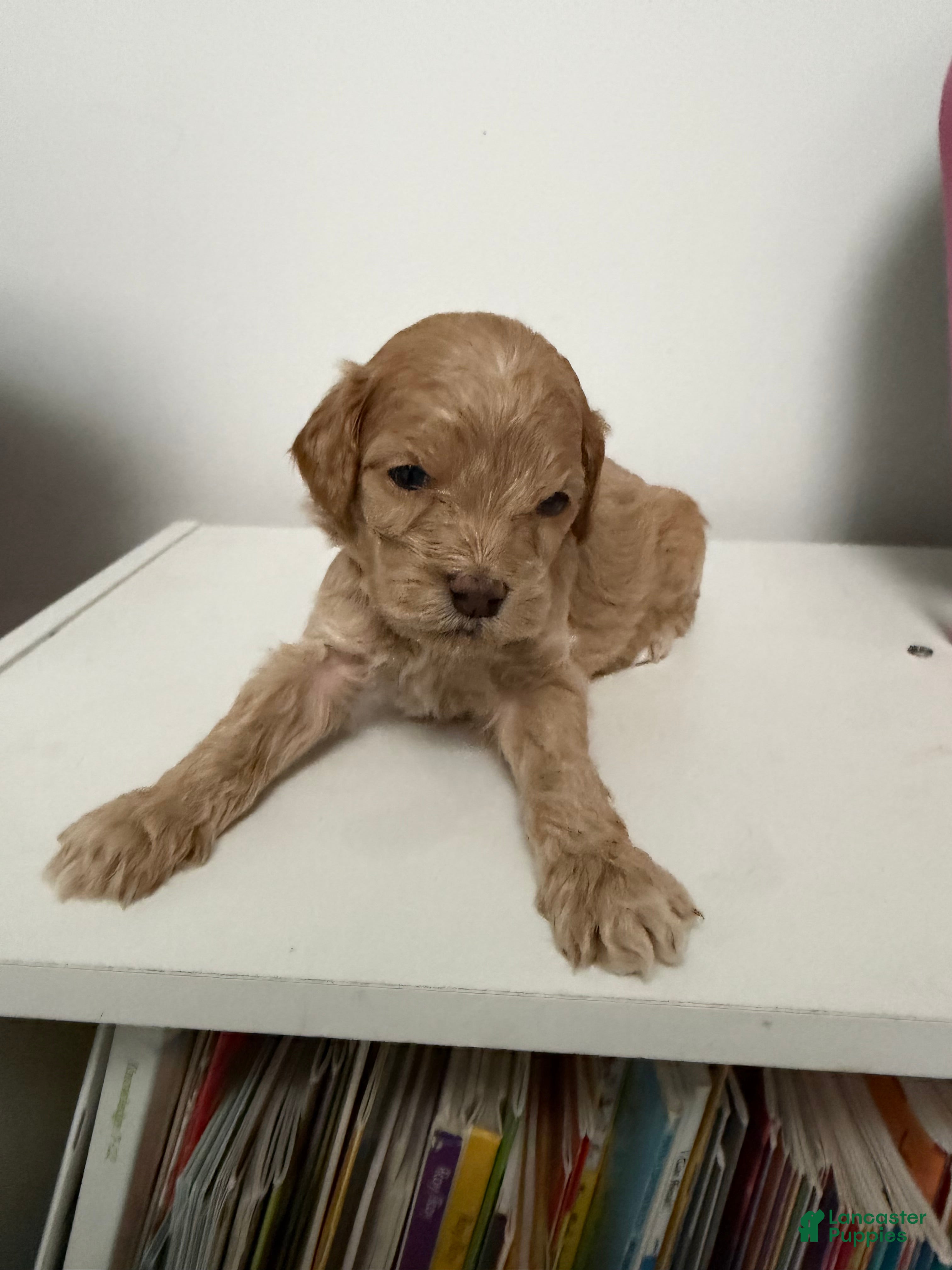 Mixed Breed dogs Teddy-Bear - Ad 1