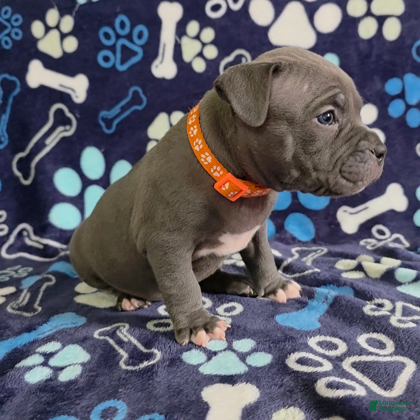 American Bully dogs Enzo - Ad 2