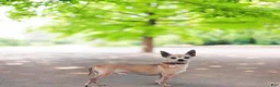 Chihuahua dogs for sale: Andre - Ad 6