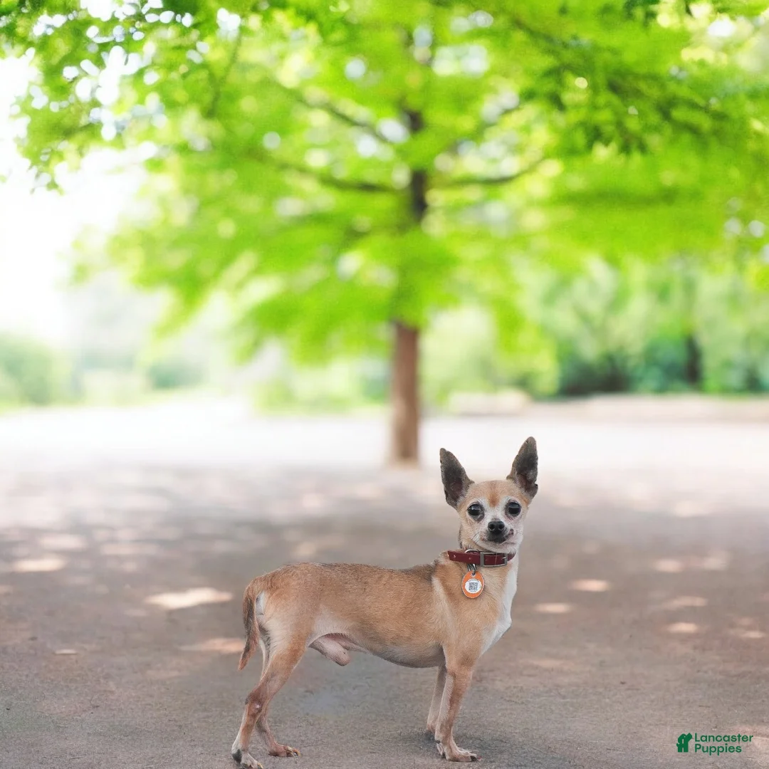 Chihuahua dogs for sale: Andre - Ad 6