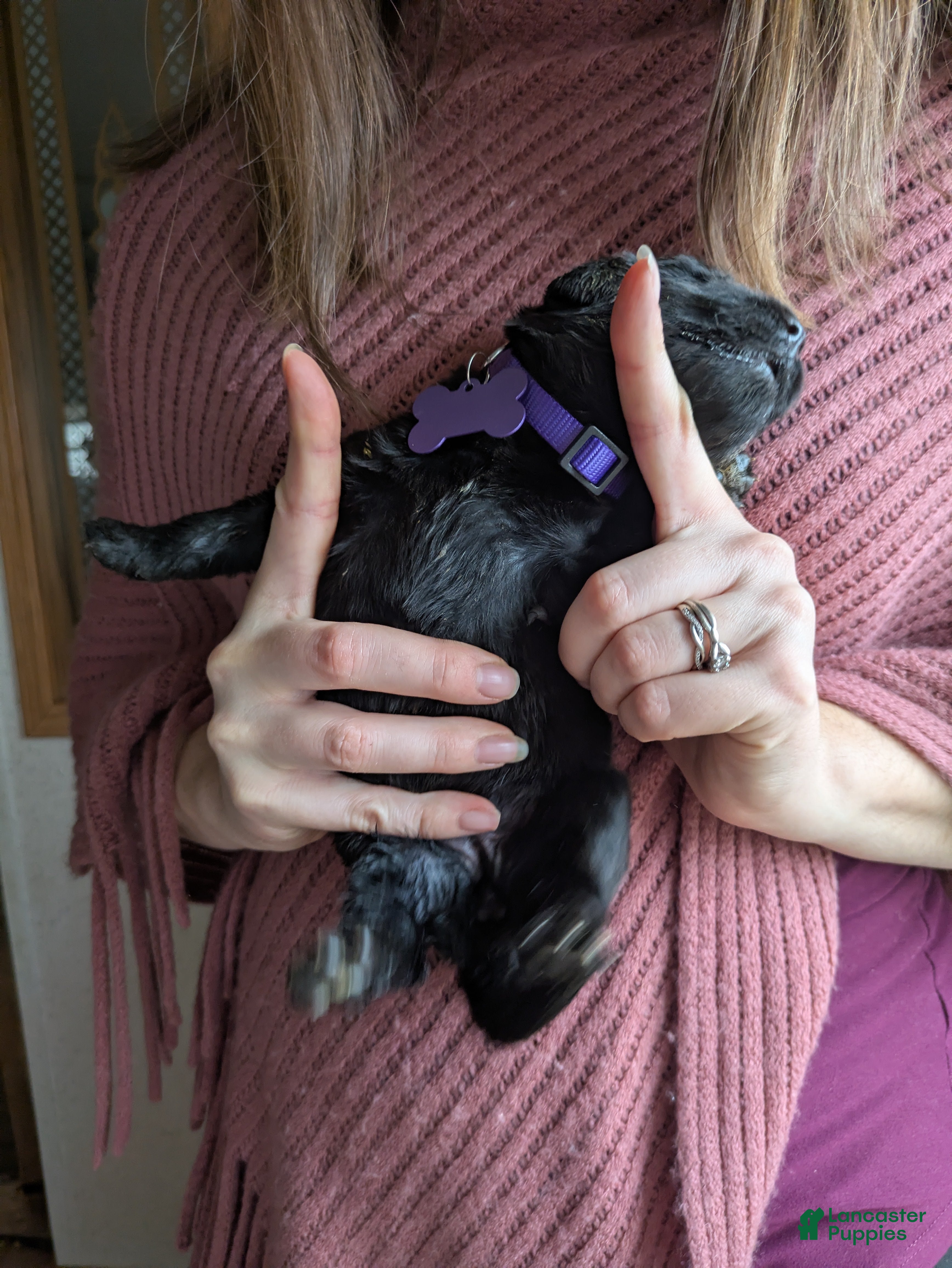 Newfoundland dogs Purple collar - Ad 2