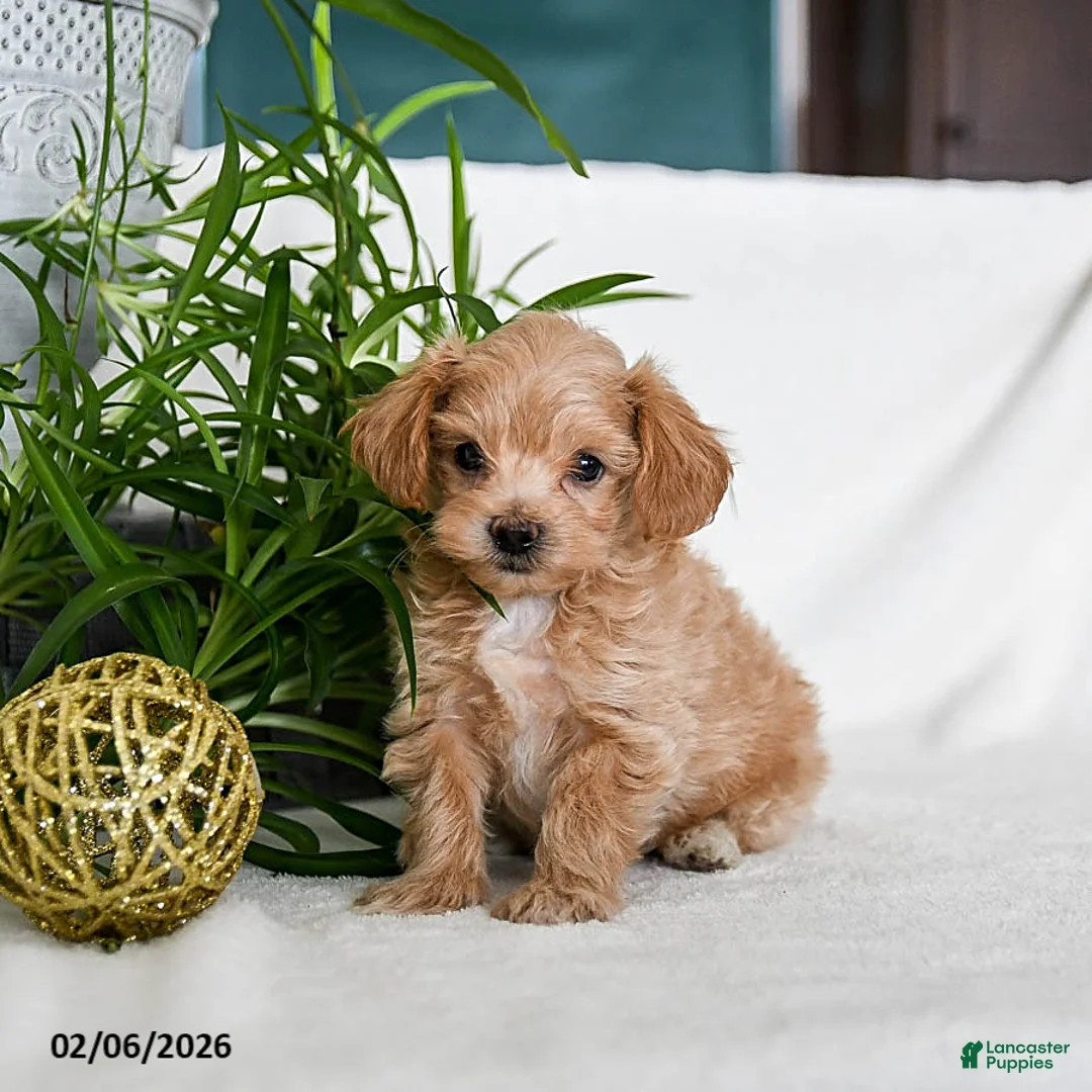 Maltipoo dogs for sale: Buzz - Ad 2