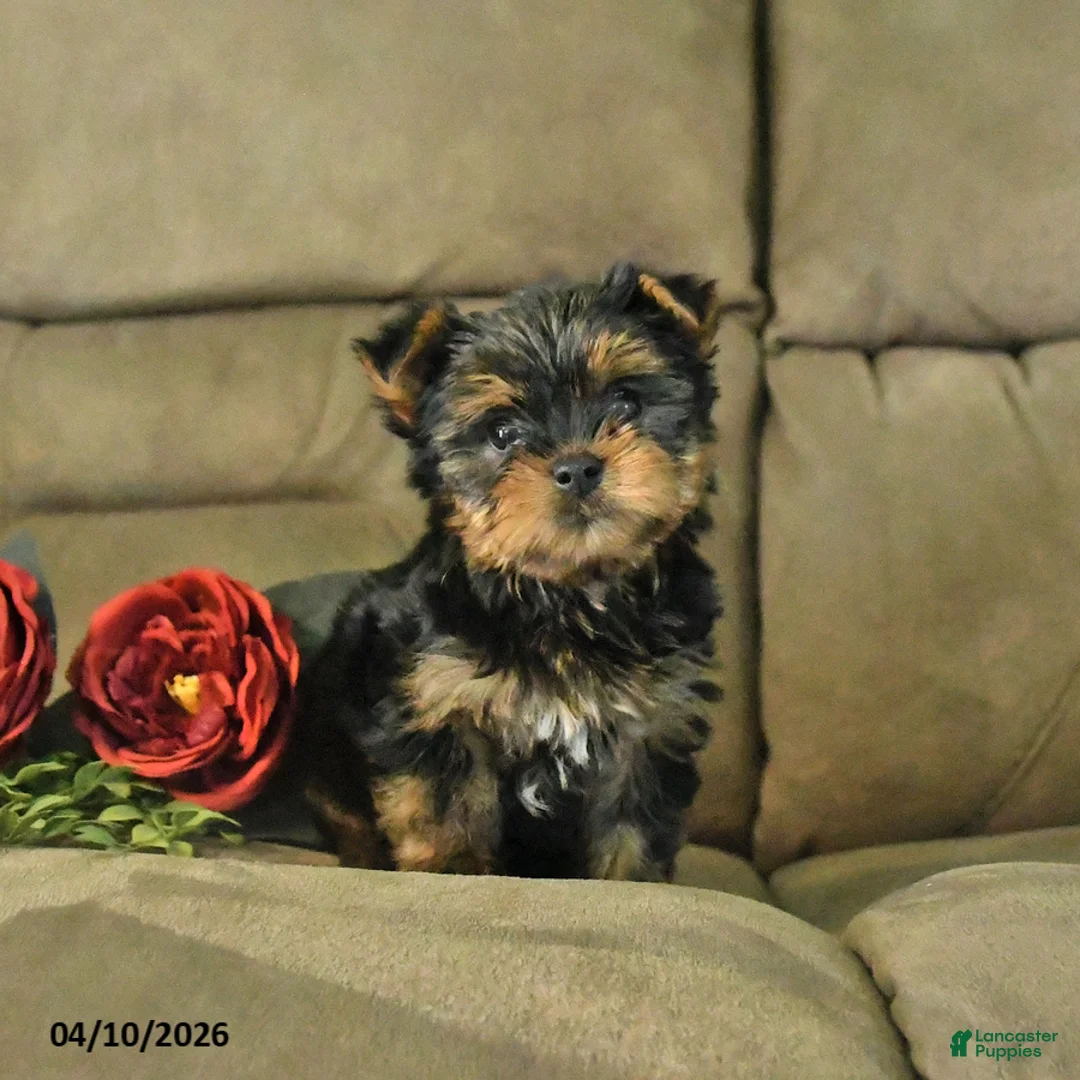 Yorkshire Terrier dogs for sale: Charles - Ad 2