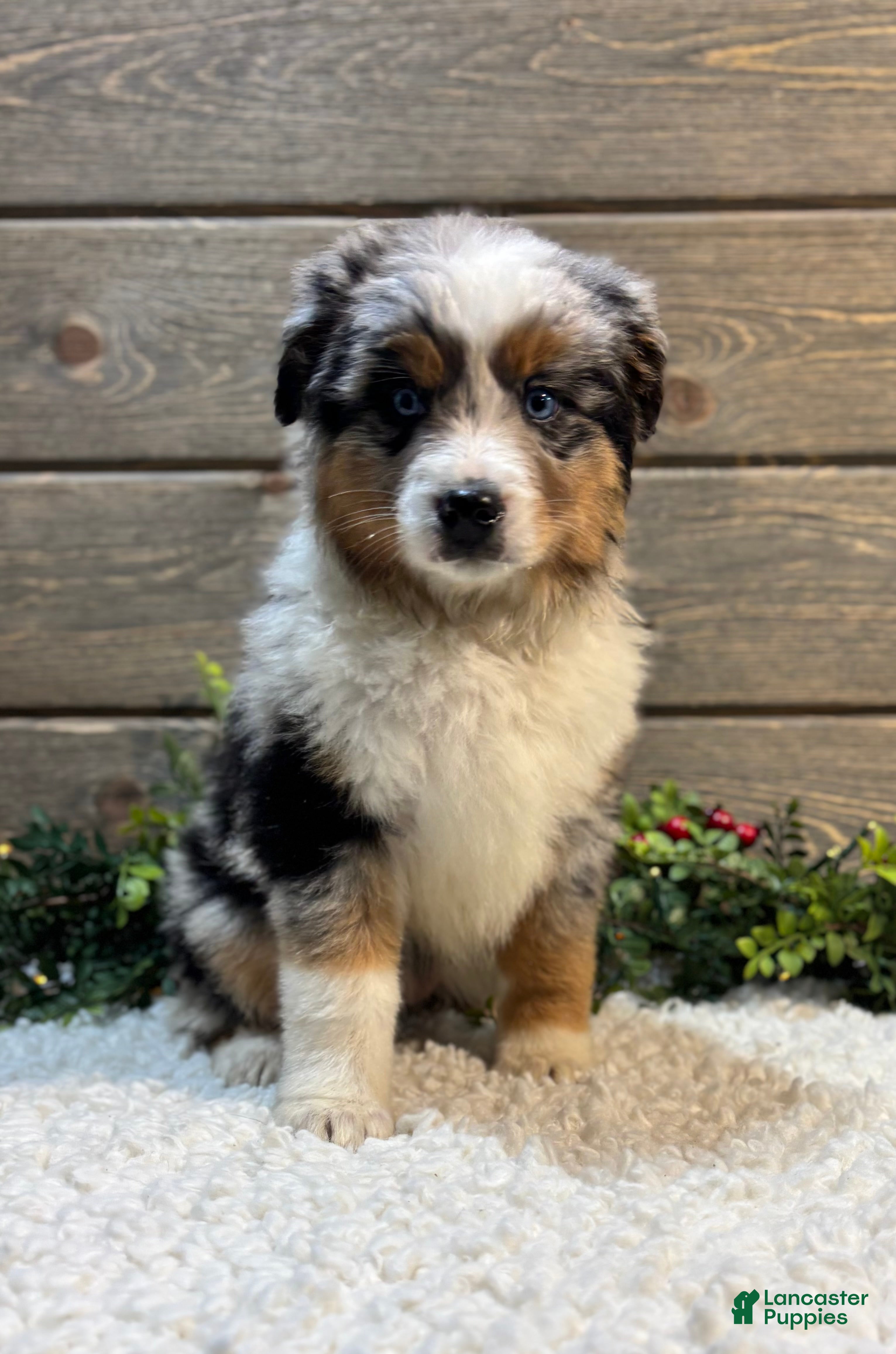 Australian Shepherd dogs Faith - Ad 2