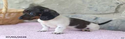 Miniature Dachshund dogs for sale: Crystal - Ad 3