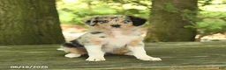 Border Collie dogs for sale: Freckles - Ad 3