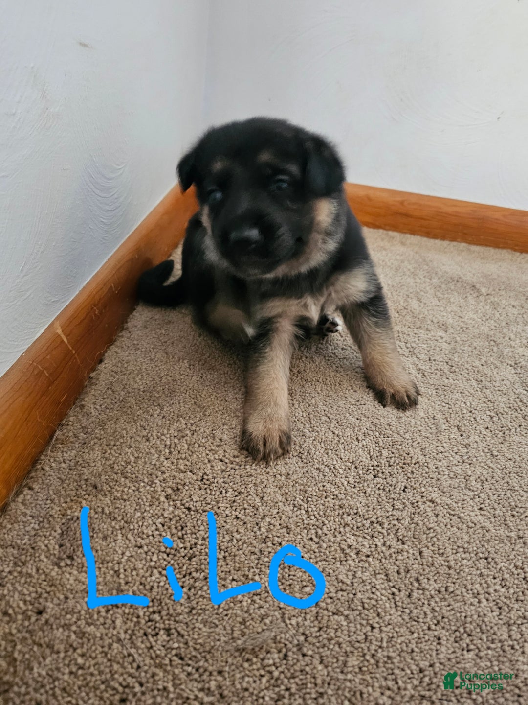 German Shepherd dogs for sale: German Shepherd Puppy 5 - Ad 1