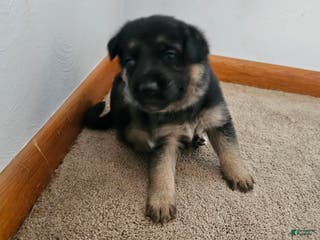 German Shepherd dogs German Shepherd Puppy 5 - Ad 24