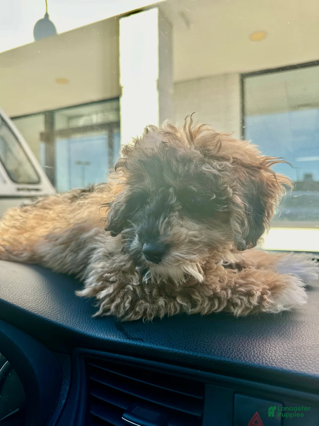 Miniature Poodle dogs for sale: Miniature Poodle Puppy 1 - Ad 4