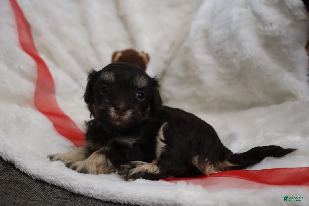 Havanese dogs for sale: Hershey Kiss - Ad 5