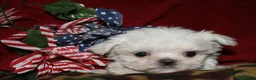Maltese dogs for sale: Noah - Ad 4