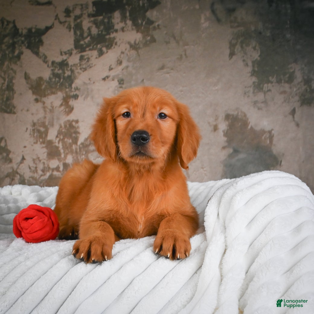 Golden Retriever dogs Tia - Ad 2