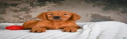 Golden Retriever dogs for sale: Tia - Ad 2