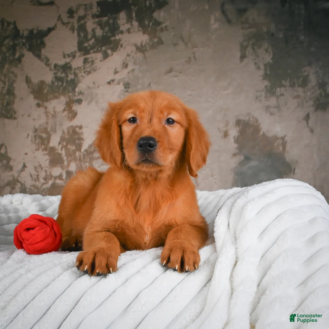 Golden Retriever dogs for sale: Tia - Ad 2
